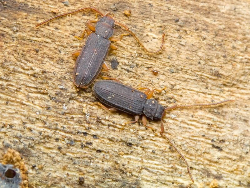 Uleiota planata (Linnaeus, 1761)